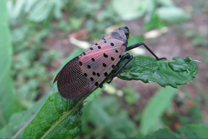 An adult spotted lanternfly with grey-pink, black-spotted wings resting on a leaf.