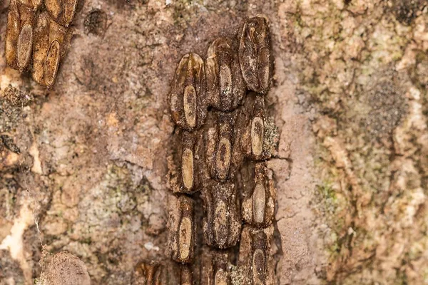A spotted lanternfly egg mass on tree bark: columns of individual seed-shaped eggs set in rows, with traces of a gray, mud-like covering around them.