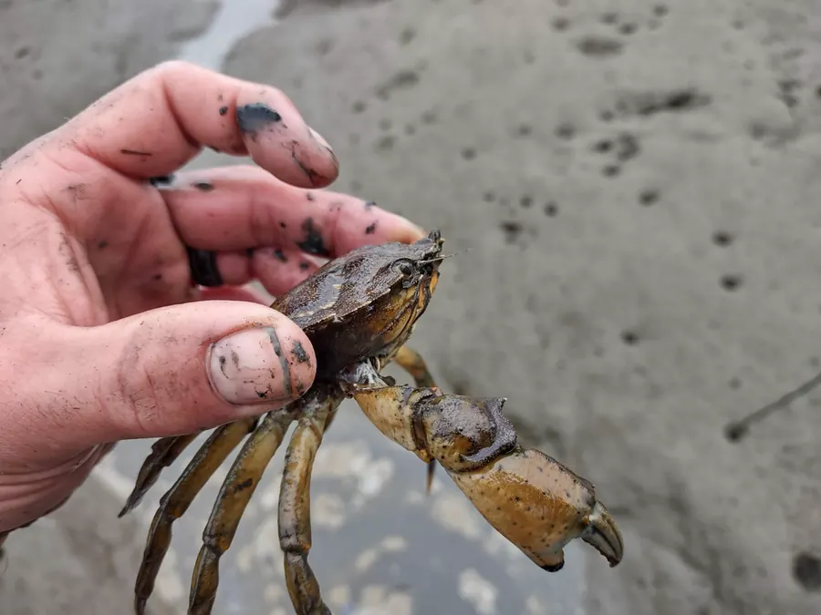 A hand holding a European green crab above a tidal mudflat.