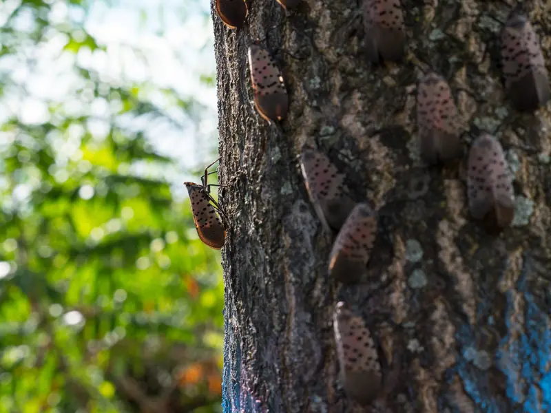 Dozens of adult spotted lanternflies clustered on the bark of a tree-of-heaven.