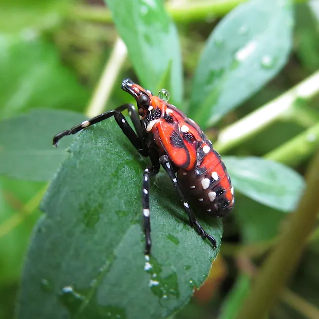 A red, black, and white late-stage spotted lanternfly nymph on a leaf.