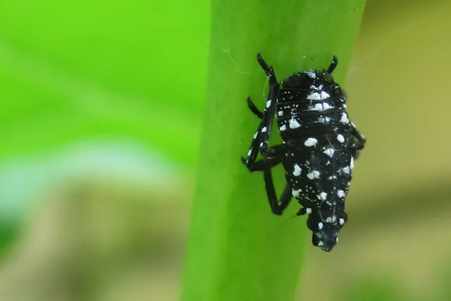A black spotted lanternfly nymph with white spots climbing a green grapevine stem.