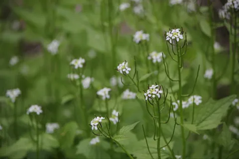 Small white four-petaled flowers of garlic mustard above green woodland leaves.