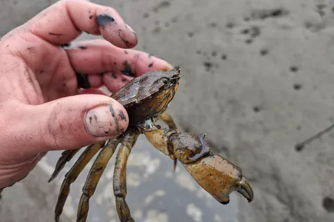 A hand holding a European green crab above a tidal mudflat.