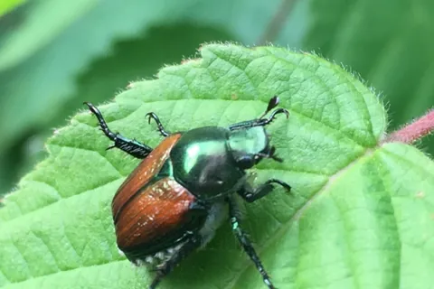 A metallic green Japanese beetle with copper wing covers on a leaf.
