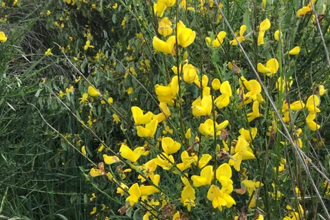 Bright yellow flowers on the green stems of a Scotch broom shrub.