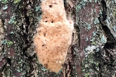 A fuzzy tan spongy moth egg mass on lichen-covered tree bark.