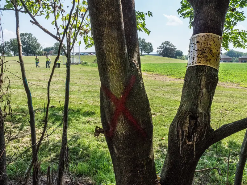 A tree wrapped in a sticky band covered with trapped spotted lanternflies, with a field and survey crew in the background.