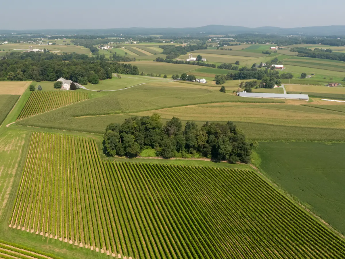 Aerial view of vineyard rows and farmland in Pennsylvania.